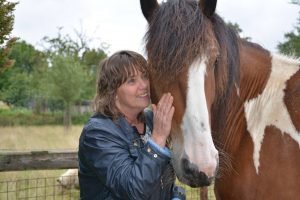 Workshops met paarden Maastricht Limburg | www.discover-coaching.nl