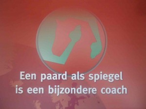 paard als spiegel is bijzondere coach |www.discover-coaching.nl