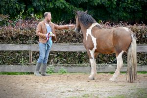 Paardencoach Maastricht-Limburg-Individuele Coaching |www.discover-coaching.nl