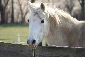Spetter, paardencoaching Maastricht Limburg |www.discover-coaching.nl